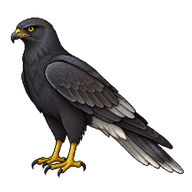 Black Harrier