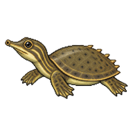 Spiny Softshell Hatchling