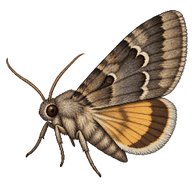 Underwing Moth