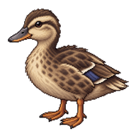 Mallard Juvenile