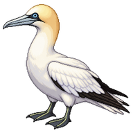 Northern Gannet