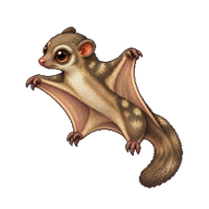Sunda Colugo Infant