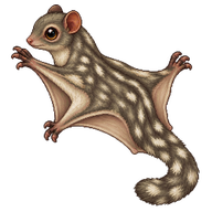 Sunda Colugo Juvenile