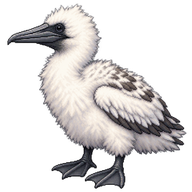 Northern Gannet Chick