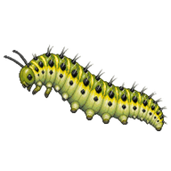 Large White Caterpillar