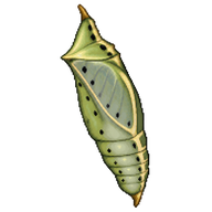 Large White Chrysalis