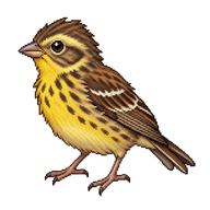 Yellow-breasted Bunting Fledgling