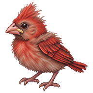 Northern Cardinal Hatchling