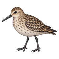 Red Knot Juvenile