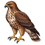 Common Buzzard