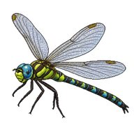 Southern Hawker