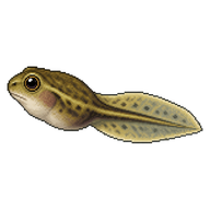 Northern Pacific Treefrog Tadpole