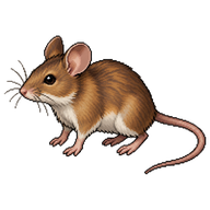 Wood Mouse