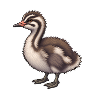Horned Grebe Chick