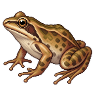 Common Frog