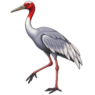Sarus Crane