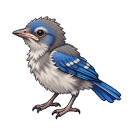 California Scrub-Jay Nestling
