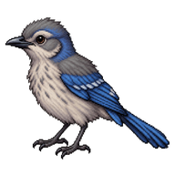 California Scrub-Jay Fledgling