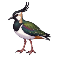 Northern Lapwing