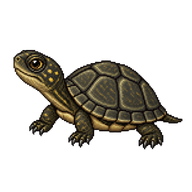 European Pond Turtle Hatchling