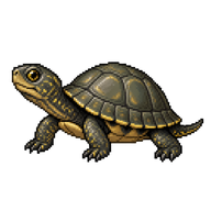 European Pond Turtle Juvenile