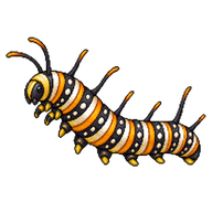 Plain Tiger Caterpillar