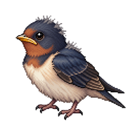 Barn Swallow Hatchling