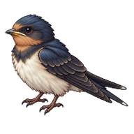 Barn Swallow Fledgling