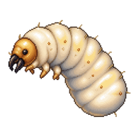 Western Bumble Bee Larva