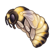 Western Bumble Bee Pupa