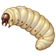 Common Wasp Larva