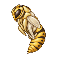 Common Wasp Pupa