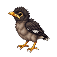 Javan Myna Hatchling