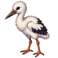 White Stork Hatchling