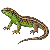 Sand Lizard
