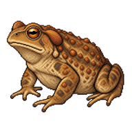 Common Toad