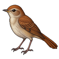Common Nightingale
