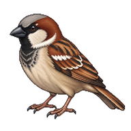 House Sparrow