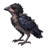 House Crow Hatchling