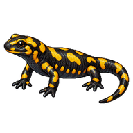 Fire Salamander