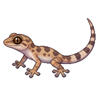Common House Gecko Hatchling