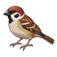 Eurasian Tree Sparrow