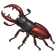 Stag Beetle