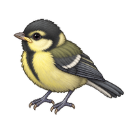 Great Tit Fledgling