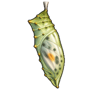 Orange-tip Chrysalis