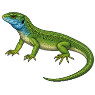 Eastern Green Lizard