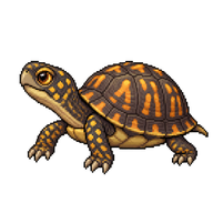 Eastern Box Turtle Juvenile