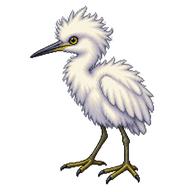 Little Egret Chick