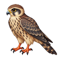 Red-footed Falcon Fledgling