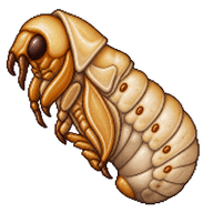 Common Cockchafer Pupa
